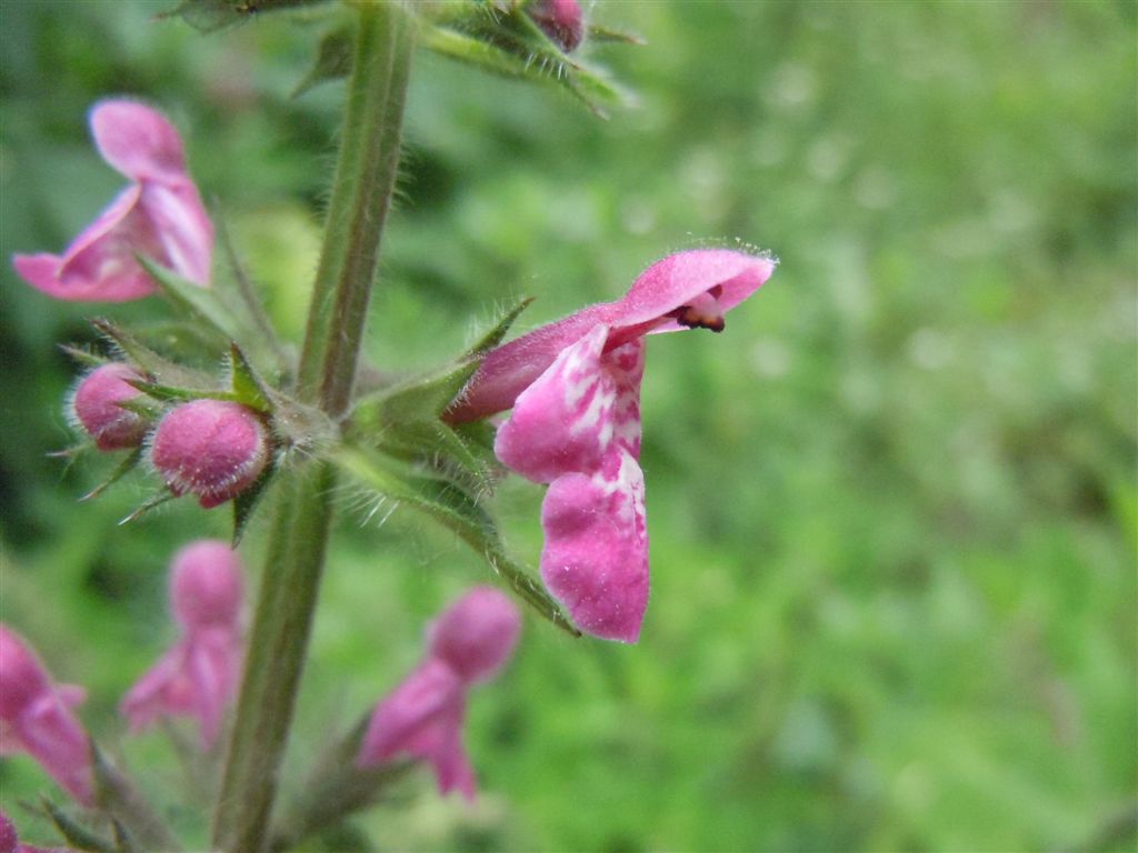 Stachys sylvatica L. / Stregona dei boschi